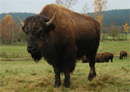 Tatanka